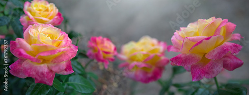 Coral rose flowers isolated on gray soft focus background.