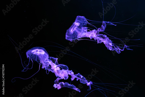 Group of Black sea nettle, Chrysaora achlyos swimming in dark water of aquarium tank with purple neon light. Aquatic organism, animal, undersea life, biodiversity photo