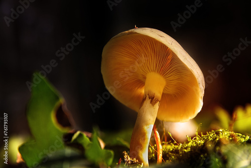 Autumn in forest, mashroom season