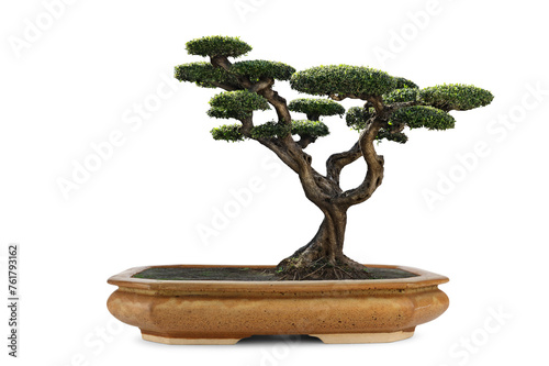 Bonsai deciduous trees at a exhibition photo