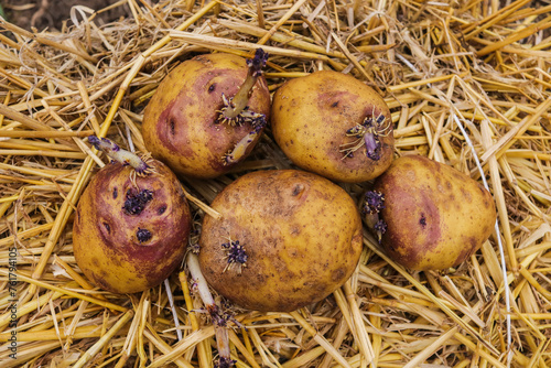 potato tubers in the spring before planting in the ground close-up
