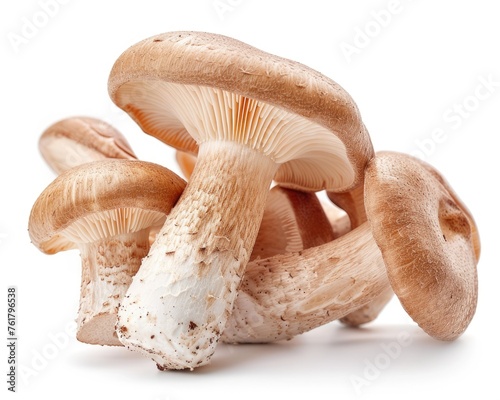 Isolated Oyster Mushroom on White Background for Biological and Cookery Design. Up Close Detail of Brown Edible Crop for Fresh Diet and Eating