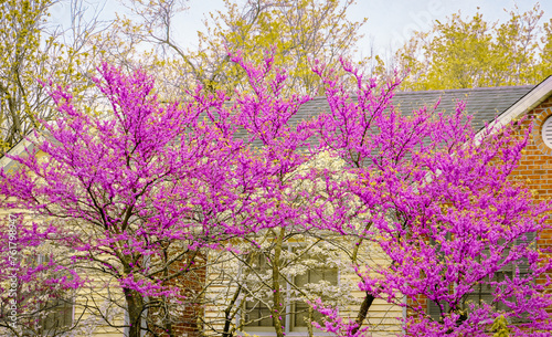 Beautiful view of blooming dogwood and red-bud trees in front yard of Midwestern house in spring house in background