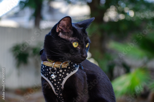 Beautiful bombay black cat side profile resting in an outdoor garden. black cat outdoors with a harness photo