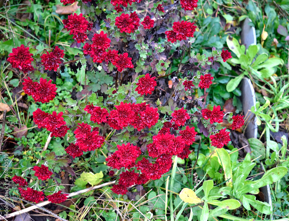 Late fall. Red chrysanthemums are blooming in the garden. As a background texture Late fall. Red chrysanthemums are blooming in the garden. As a background texture