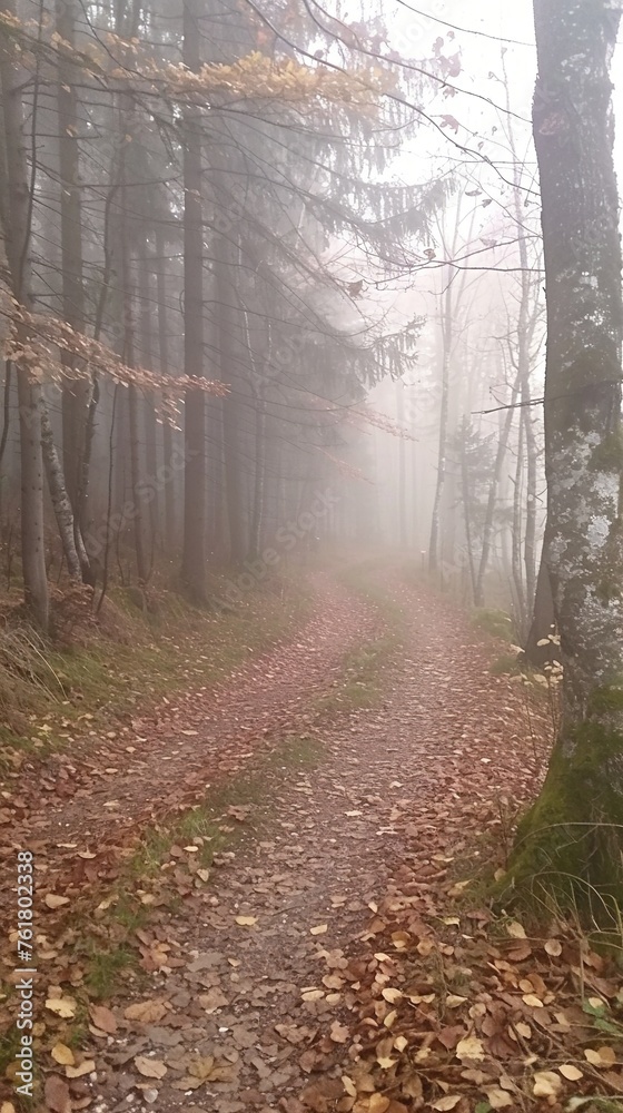 Fototapeta premium Walk in the fresh air in the autumn misty forest