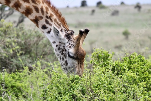 Photography giraffe in the grass
