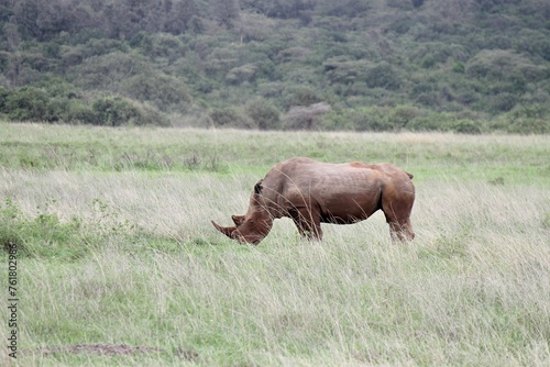 rhino in the river