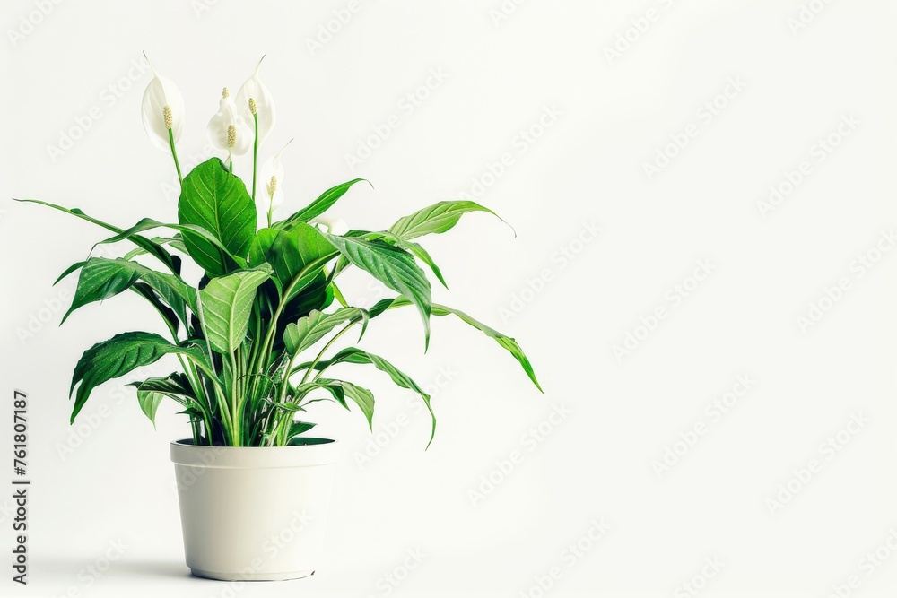 Peace Lily Flowerpot Closeup, Spathiphyllum Macro House Plant in Flowerpot on Blurred Background Peace Lily Flowerpot Closeup, Spathiphyllum Macro House Plant in Flowerpot on Blurred Background