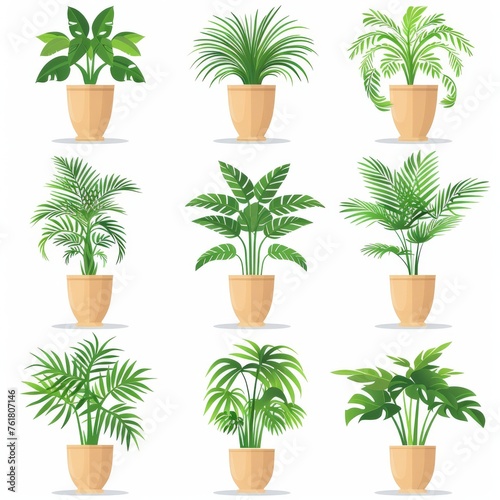 Parlor Palm (Chamaedorea Elegans, Neanthe Bella Palm) Pot Plant Icon Set, Parlor Palm Plant Flat Design