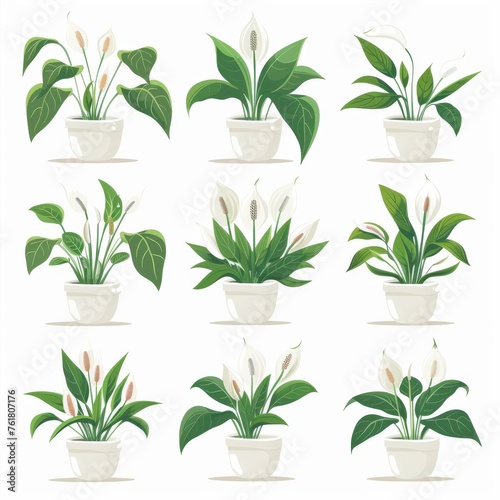 Peace Lily Pot Plant Icon Set, Spathiphyllum Plant Flat Design, Abstract Spathiphyllum Symbol