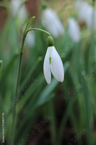 snowdrop flower in spring