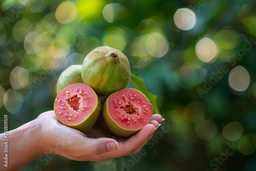 Vibrant Guava Fruit Selection in Human Hand, Bokeh Garden Background, Macro View