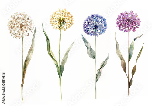 Set of flowers isolated allium wild ornamental onion accent floral