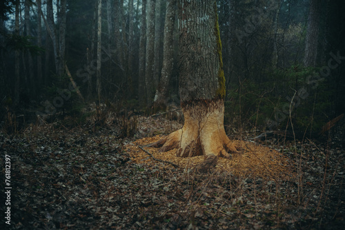 beaver gnawed oak