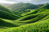 A tranquil scene of emerald-green tea plantations nestled against rolling hills, bathed in the warmth of summer.