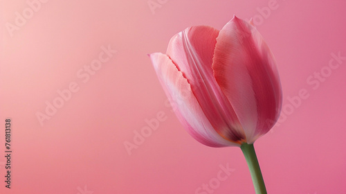 single pink tulip on a pink background