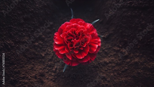 A Single Growing Red Carnation