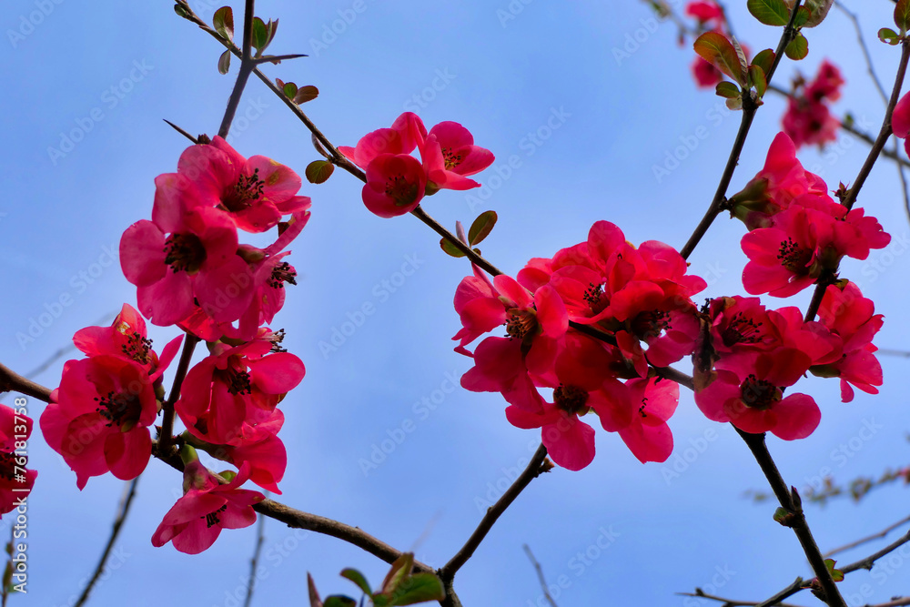 Close up of the flowers of Chaenomeles speciosa, also known as Japonica or Flowering Quince
Close up of the flowers of Chaenomeles speciosa, also known as Japonica or Flowering Quince