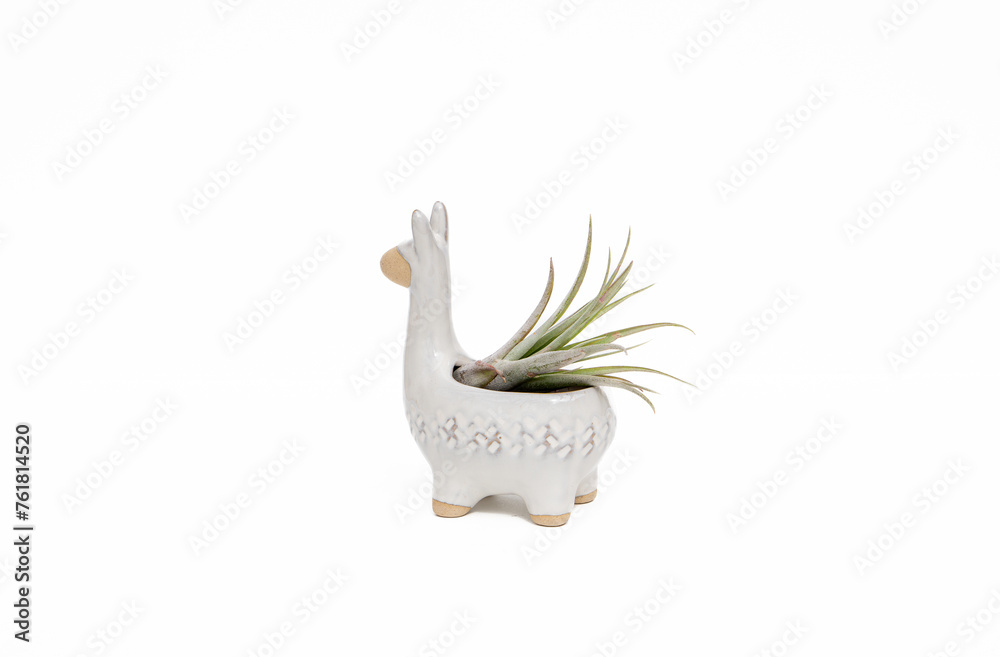 Fototapeta premium Air Plant decorative 