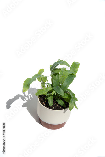 Blue star Fern in a pot photo