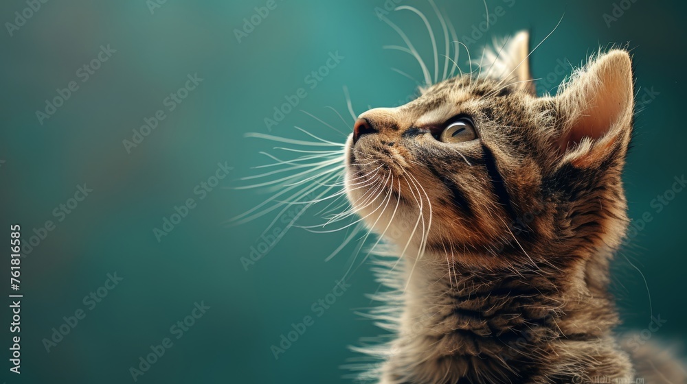 Cute tabby kitten on blurred background, close-up. Space for text - obrazy, fototapety, plakaty 