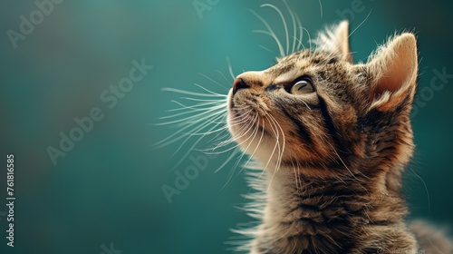 Cute tabby kitten on blurred background, close-up. Space for text photo