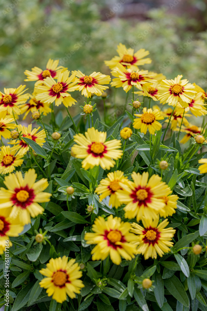 花壇に咲く、黄色いサンビタリアの花の風景 花壇に咲く、黄色いサンビタリアの花の風景