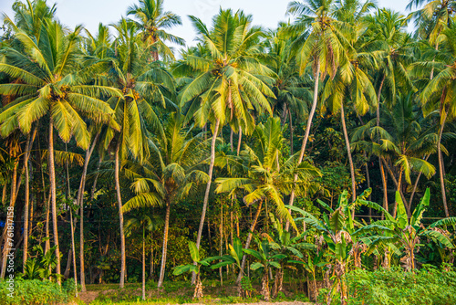 Lush Coconut Palm Grove in Kovalam  Kerala  India