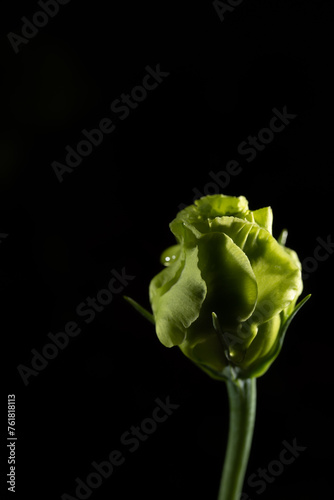 黒い背景に緑の花（バラ）のつぼみが1本逆光に照らされている