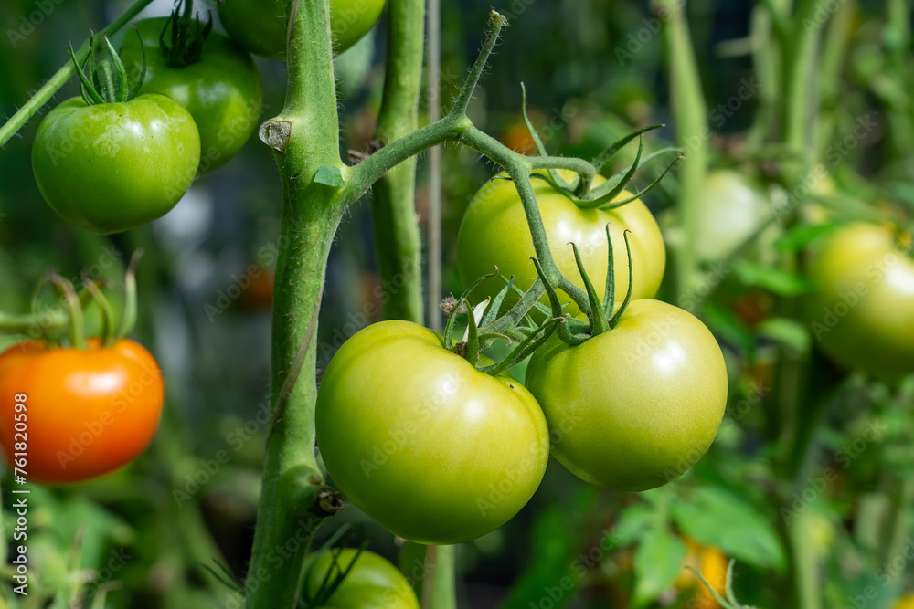 Several unripe green tomatoes clustered together on a lush tomato plant in a garden Several unripe green tomatoes clustered together on a lush tomato plant in a garden