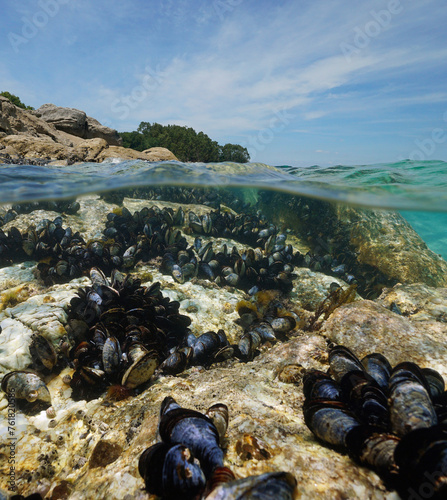Mussels in the sea on a rocky shore seen from water surface, split view over and underwater, Atlantic ocean, natural scene, Spain, Galicia, Rias Baixas
