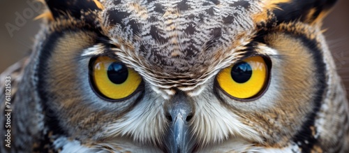 A detailed view of a screech owls face showing its yellow eyes, sharp beak, and piercing iris. The owl, a bird of prey and terrestrial animal, has a unique snout resembling a human body part