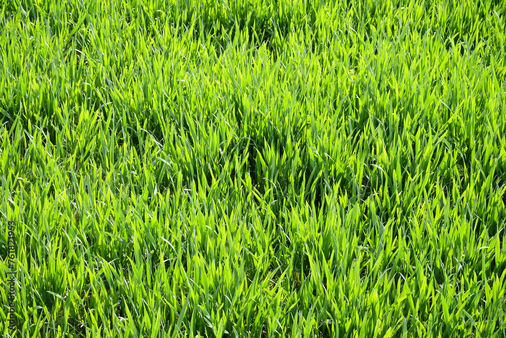 Green young grass filled frame. World environment day. Spring pattern. Green young grass filled frame. World environment day. Spring pattern.