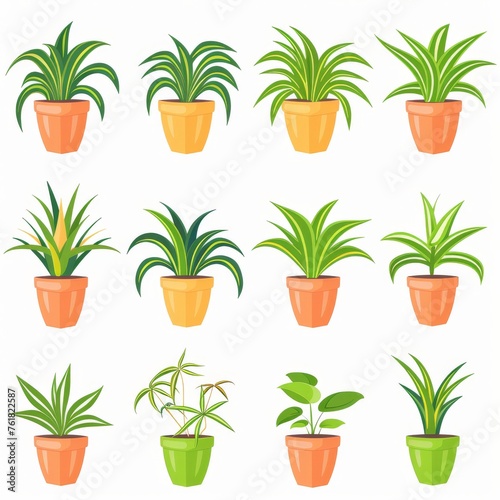 Spider Plant (Chlorophytum comosum), Pot Plant Flat Icon Set, Chlorophytum Plant Flat Design