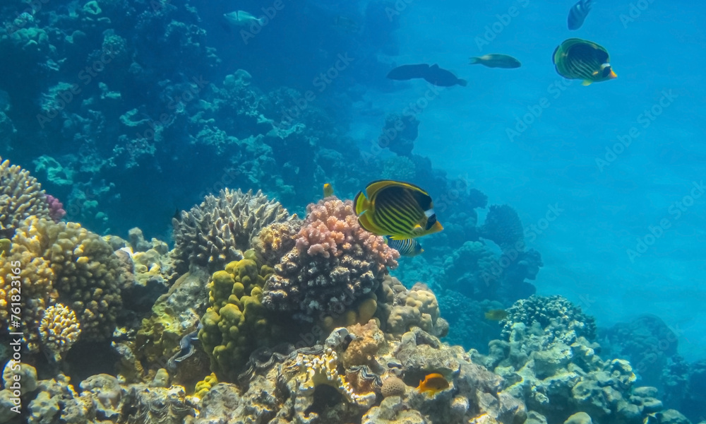 Yellow Chaetodon fasciatus or Diagonal butterflyfish in the expanses of the coral reef of the Red Sea background.