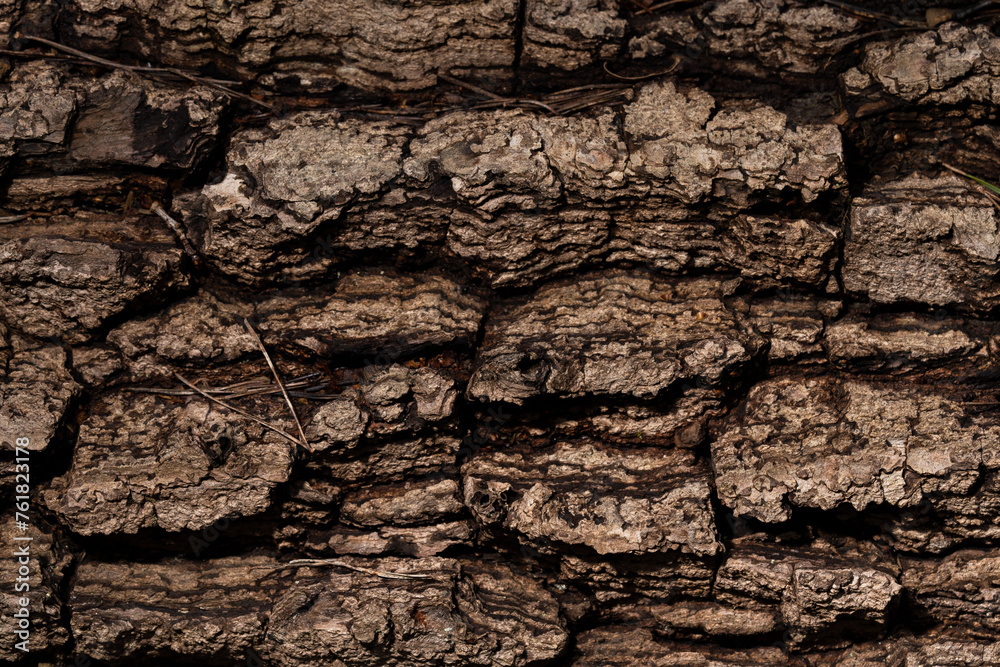 Rough Tree Bark showing detailed Texture Rough Tree Bark showing detailed Texture
