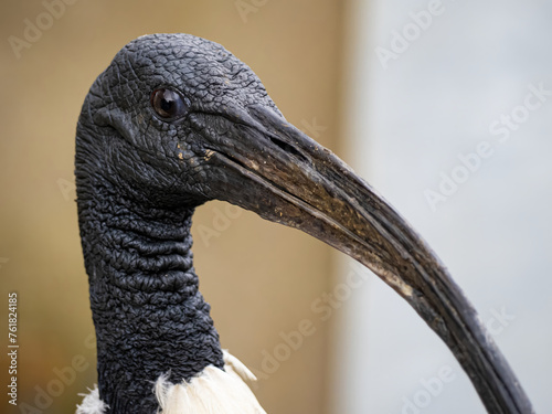 Australian White Ibis. (Threskiornis molucca) with white plumage with a bare, black head, long down curved bill and black legs. Close up photo
