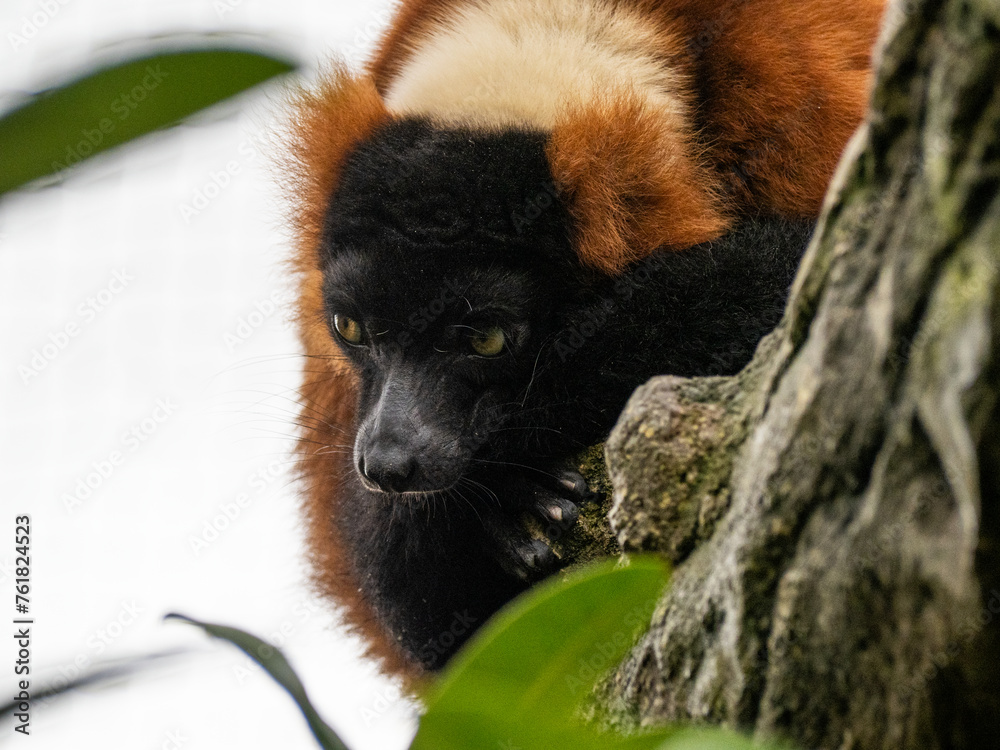 Fototapeta premium Close-up view of beautiful wild Red lemur high in a tree surrounded by nature. Red ruffed lemur looking at camera.