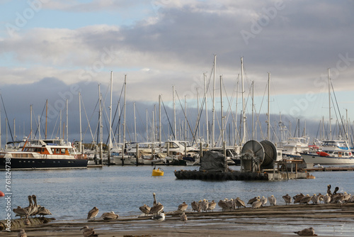 Docked boats in Santa Barbara harbor at sunset with a row of pelicans.