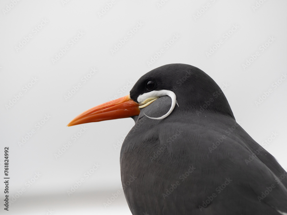 Naklejka premium Inca Tern (larosterna inca) Close-up photo. Unusual sea bird with white mustache.