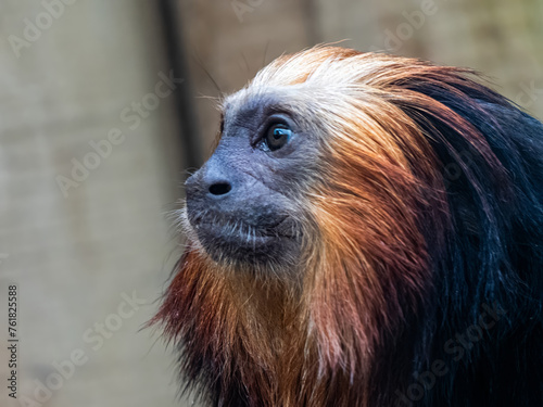 Golden Headed Lion Tamarin close up in his habitat. Monkey with red hair and black fur.