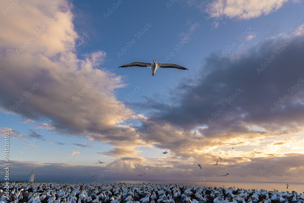 Gannet flying over a gannet colony at sunrise - obrazy, fototapety, plakaty 