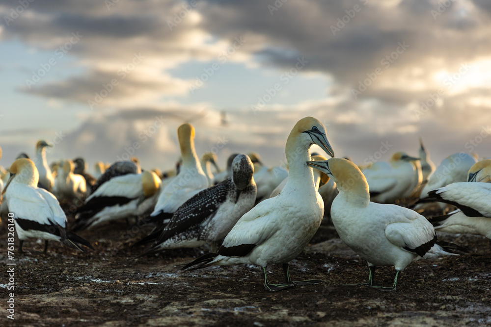 Gannet couple preening with the sunrise in the background - obrazy, fototapety, plakaty 