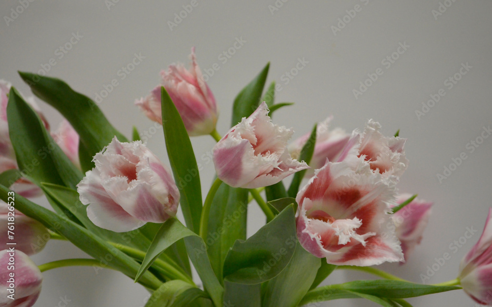 Obraz premium Pink Fringed Tulips