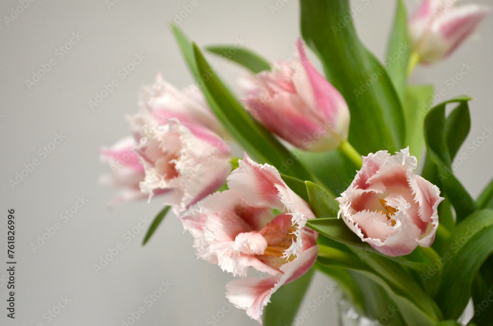 Pink Fringed Tulips Pink Fringed Tulips