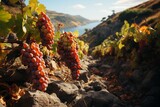 Grapes vine near water under cloudy sky in natural landscape
