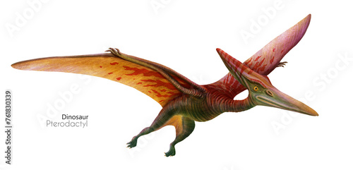 Illustration of a flying pterodactyl.  Flying red green dinosaur. Predator in flight. © inna72