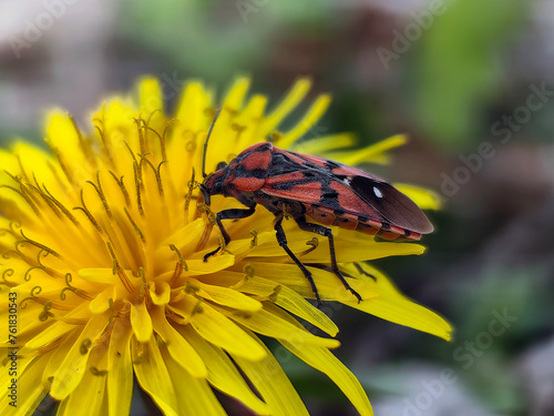 Bug on the flower © hayyam26