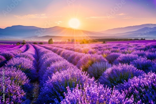 Lavender Field at Sunset  Purple Flowers Landscape  Morning Lavender Fields  Copy Space